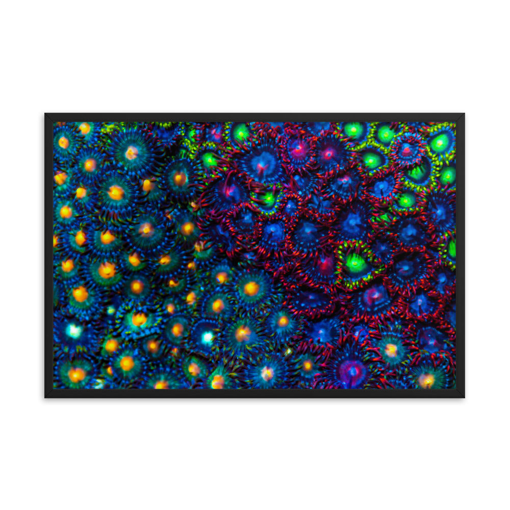 Turf War - Framed Fine Art Print - Coral Reef Photography Art