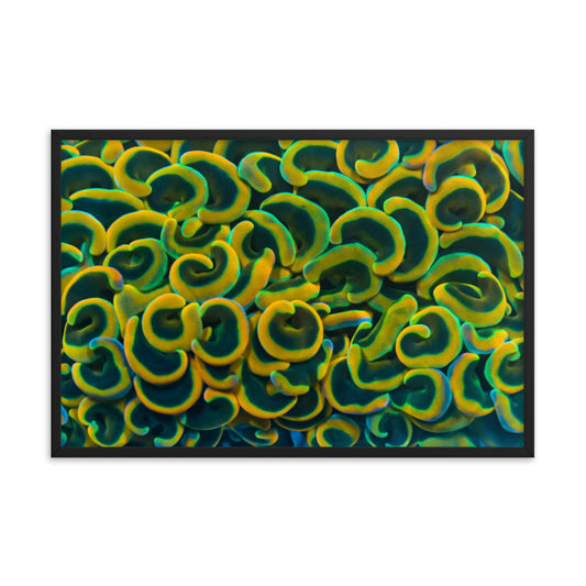 Yellow Brick Rainbow Road - Framed Fine Art Print - Coral Reef Photography Art
