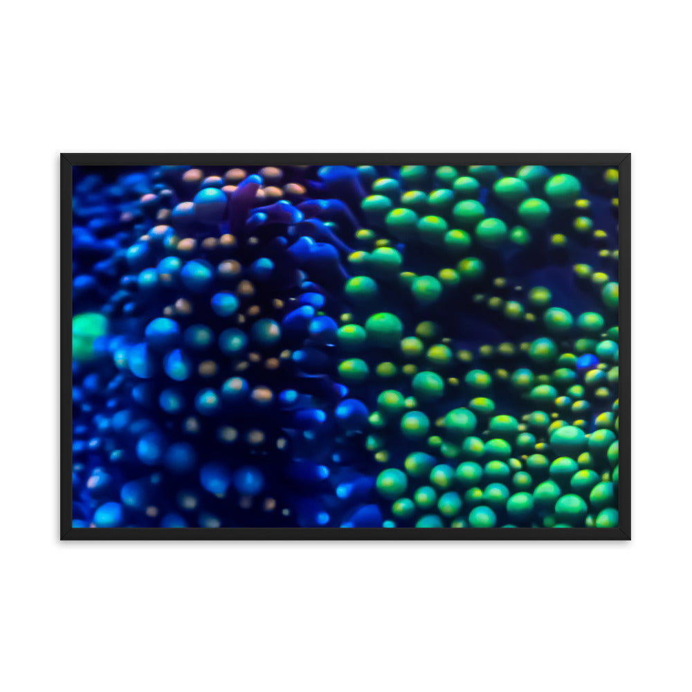 Inside The Equalizer - Framed Fine Art Print - Coral Reef Photography Art