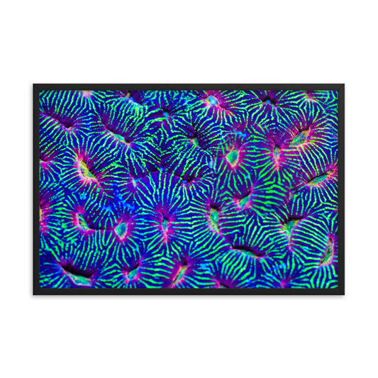 Jungle Stop - Framed Fine Art Print - Coral Reef Photography Art