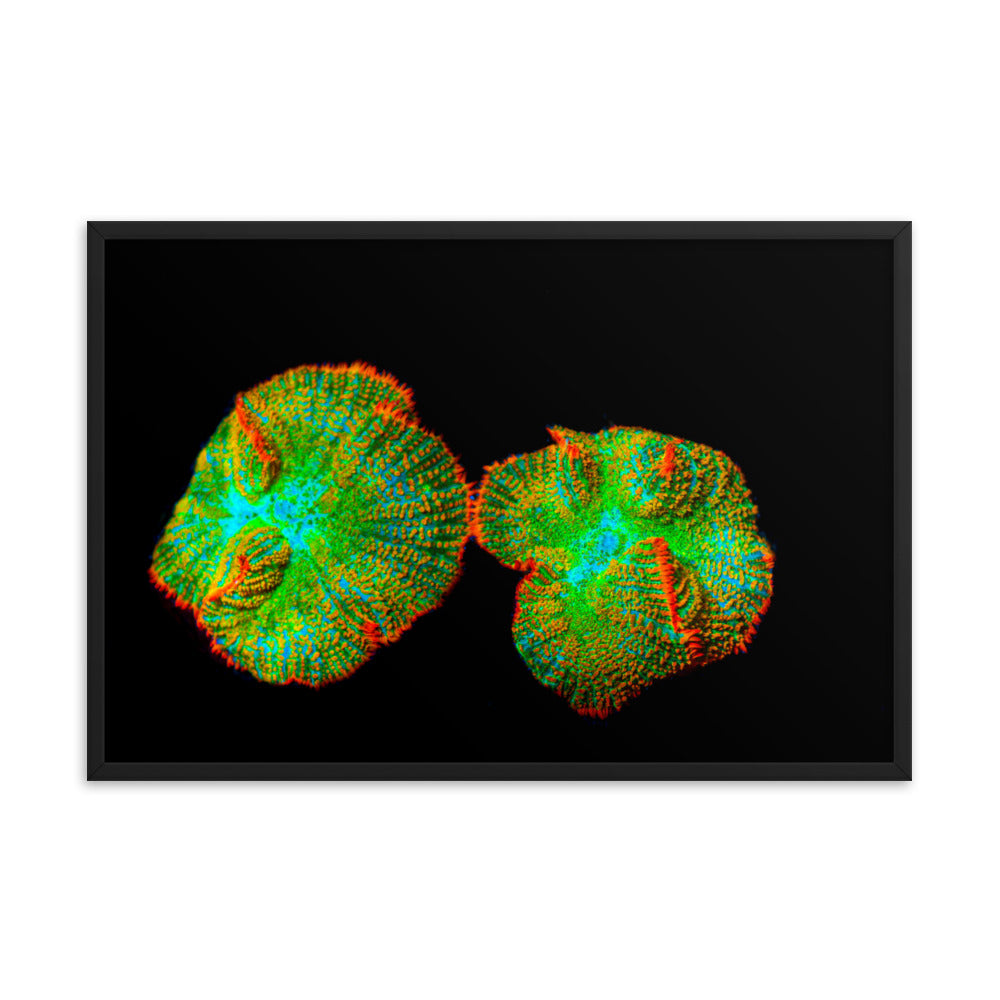 Lizard Frill - Framed Fine Art Print - Coral Reef Photography Art