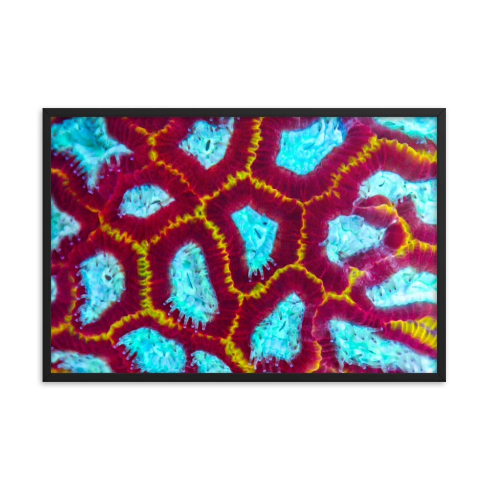 Arc Reactor - Framed Fine Art Print - Coral Reef Photography Art