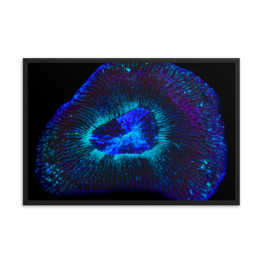 Crown Geode - Framed Fine Art Print - Coral Reef Photography Art