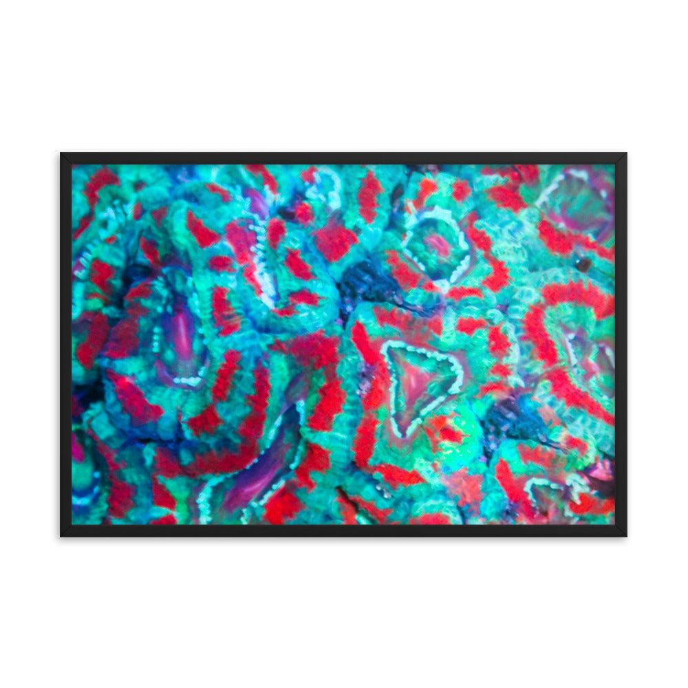 Ferr-Alligator - Framed Fine Art Print - Coral Reef Photography Art
