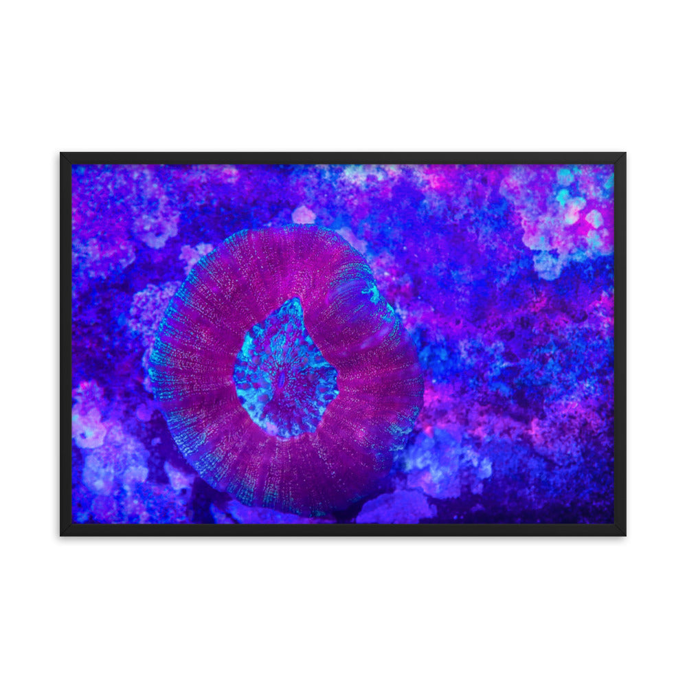 Iridescent Rain - Framed Fine Art Print - Coral Reef Photography Art