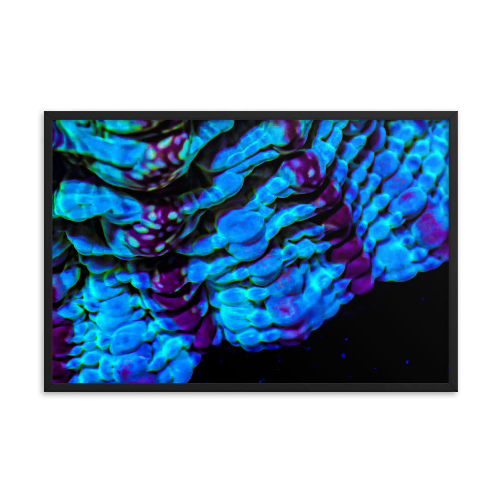 Nebulous Edge - Framed Fine Art Print - Coral Reef Photography Art