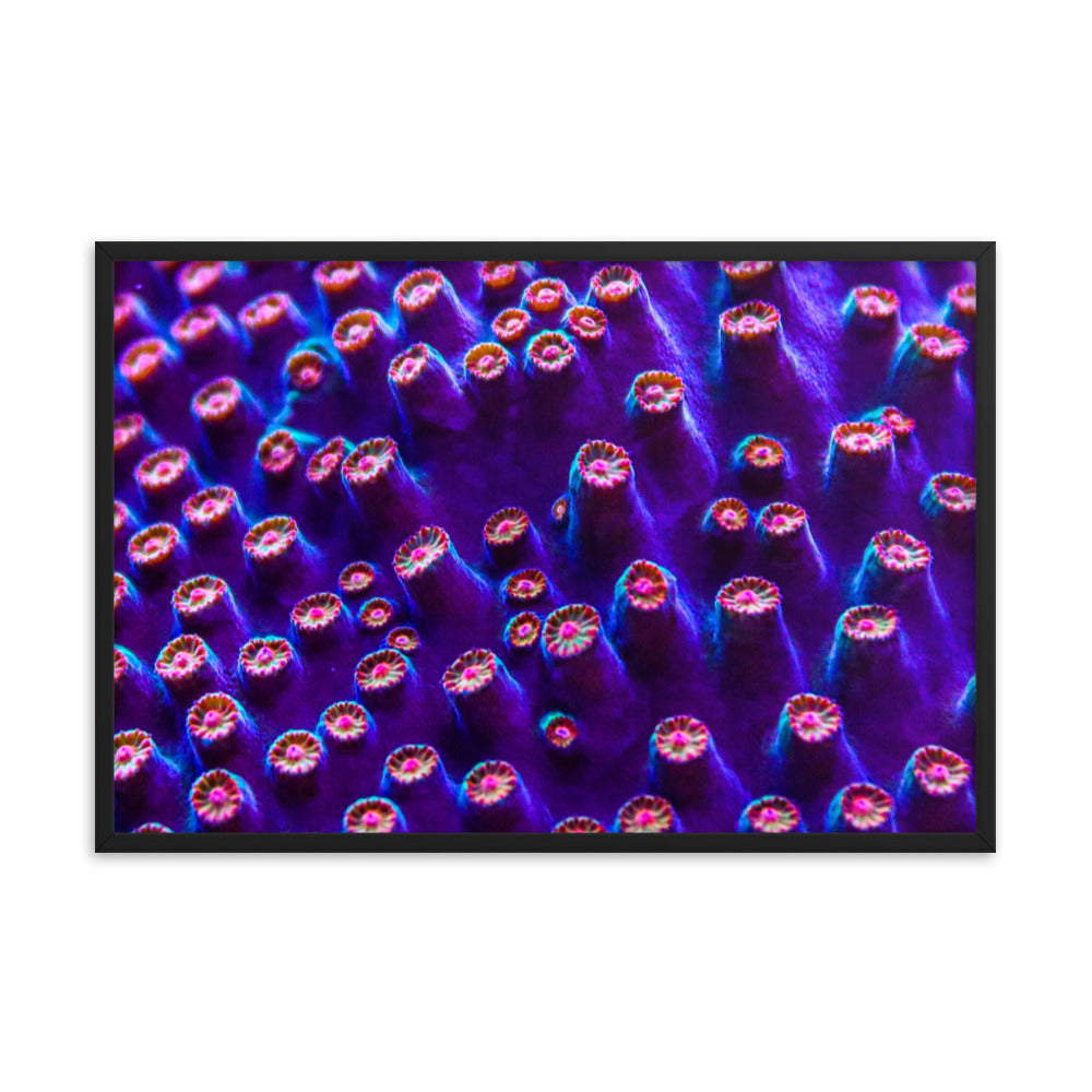 Cavern Wall - Framed Fine Art Print - Coral Reef Photography Art