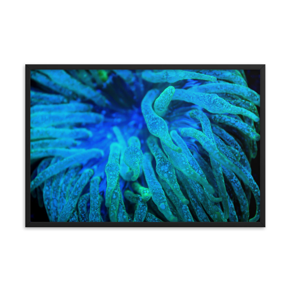 Acid Locs - Framed Fine Art Print - Coral Reef Photography Art
