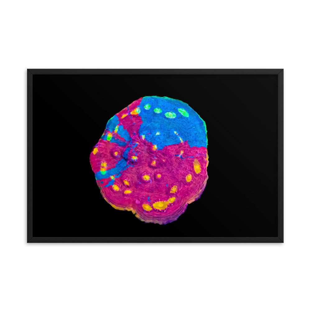Waxberry - Framed Fine Art Print - Coral Reef Photography Art