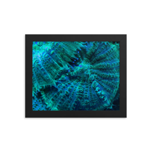 Green Testudo - Framed Fine Art Print - Coral Reef Photography Art