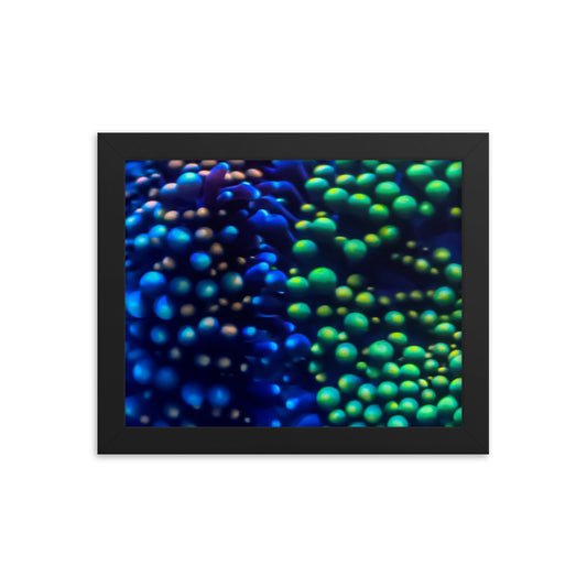 Inside The Equalizer - Framed Fine Art Print - Coral Reef Photography Art
