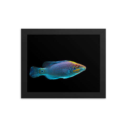 Fluores-Face - Framed Fine Art Print - Coral Reef Photography Art