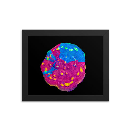 Waxberry - Framed Fine Art Print - Coral Reef Photography Art