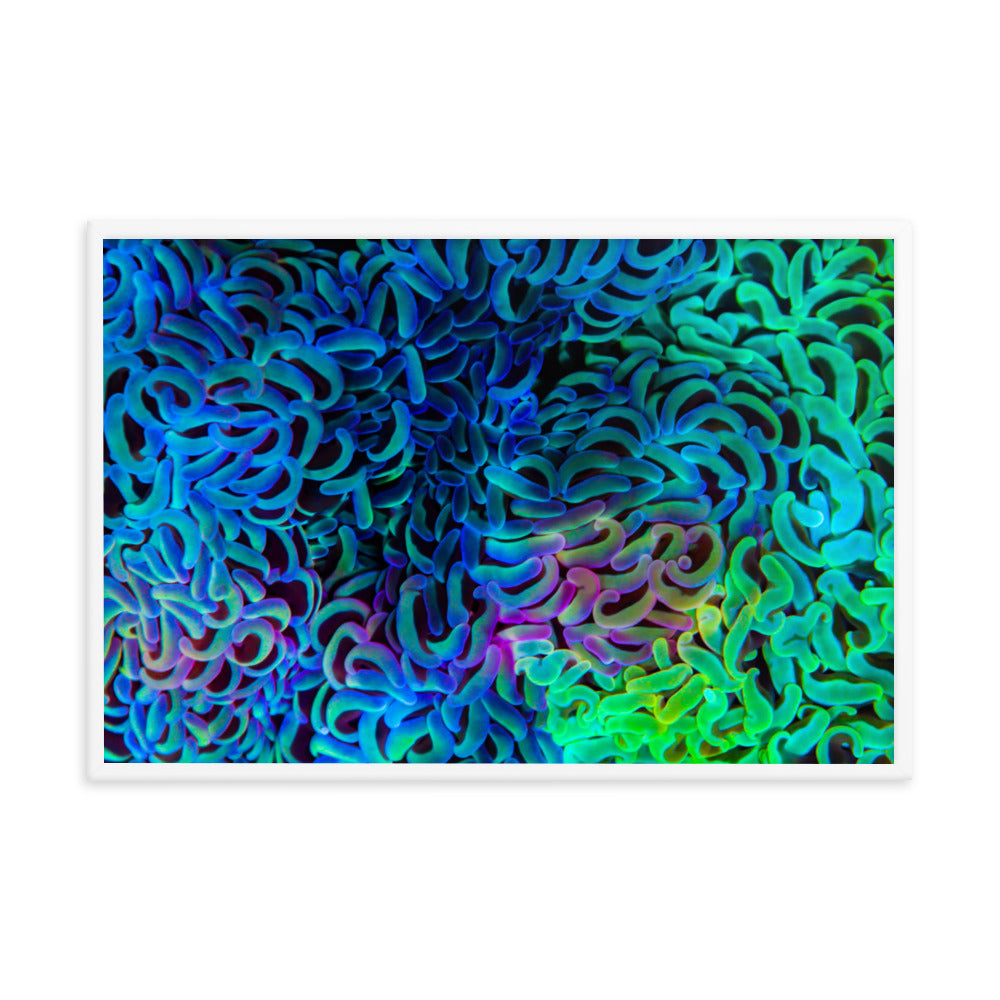 Aurora - Framed Fine Art Print - Coral Reef Photography Art