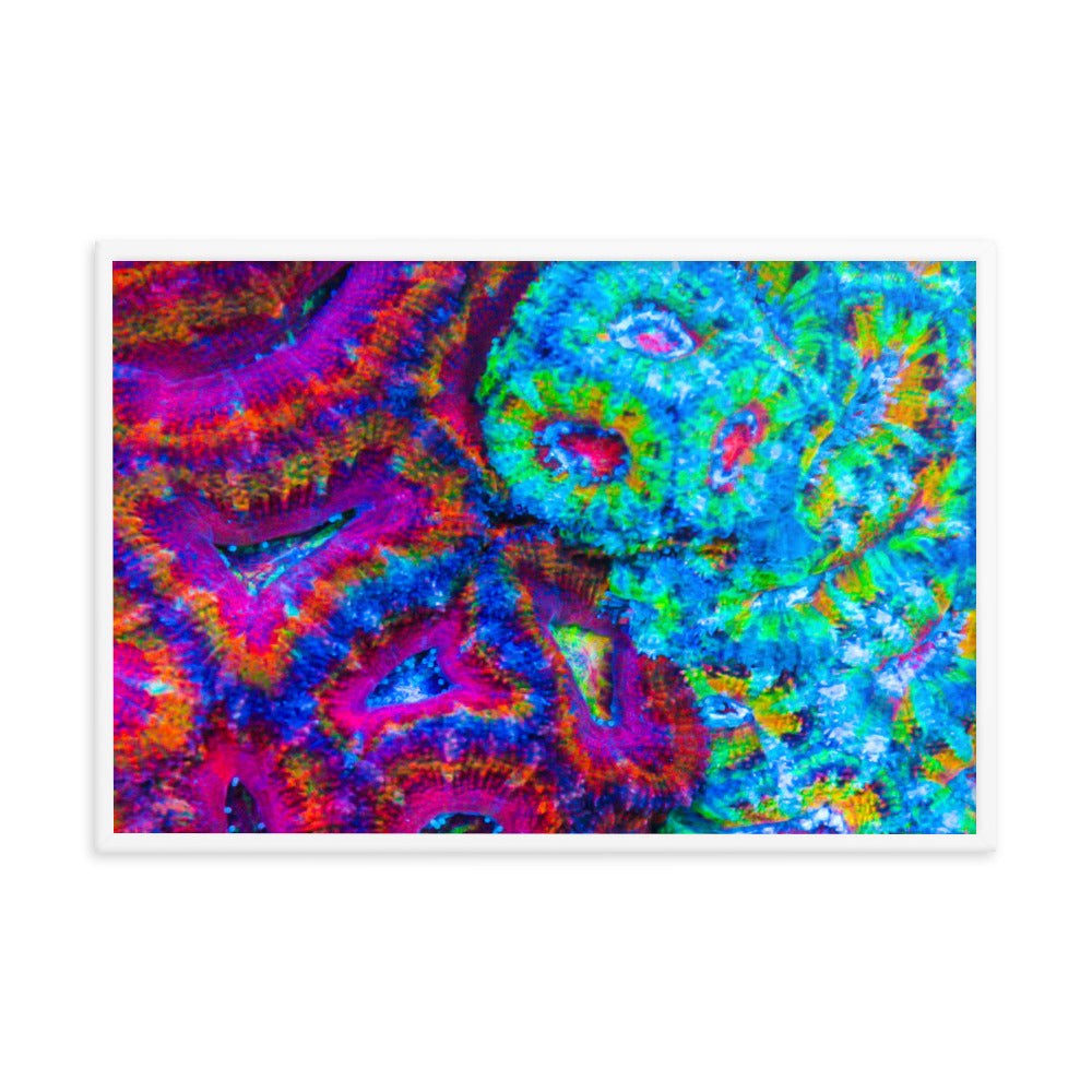 DreamWeaver - Framed Fine Art Print - Coral Reef Photography Art