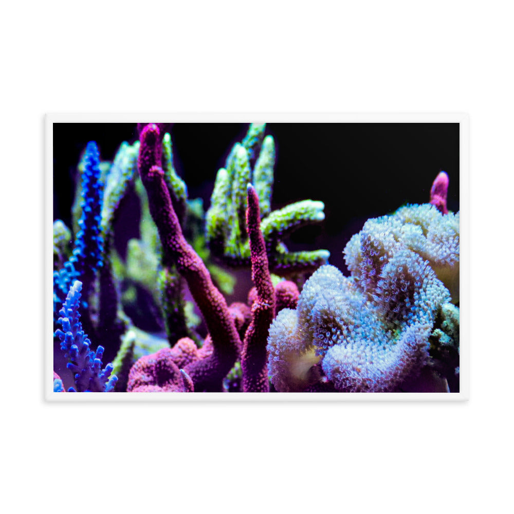 Fairy Garden - Framed Fine Art Print - Coral Reef Photography Art