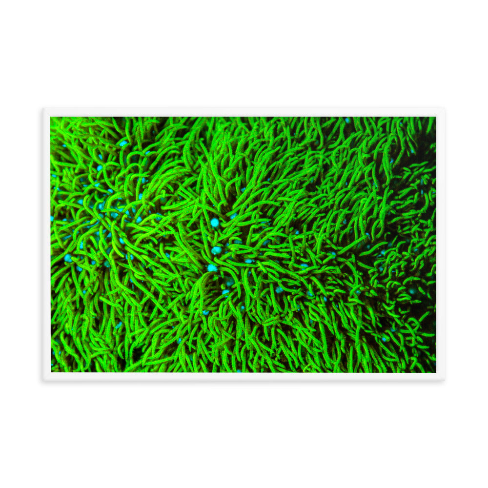 Greener Pastures - Framed Fine Art Print - Coral Reef Photography Art