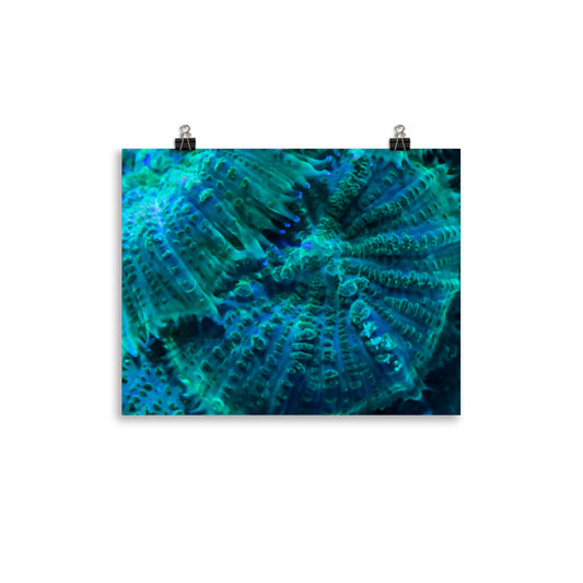 Green Testudo - Fine Art Print - Coral Reef Photography Art