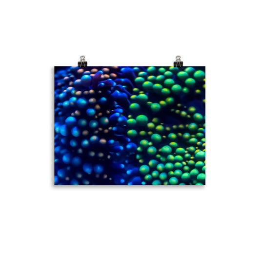 Inside The Equalizer - Fine Art Print - Coral Reef Photography Art