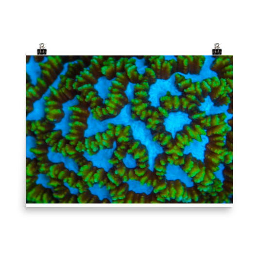 Blue Domino - Fine Art Print - Coral Reef Photography Art