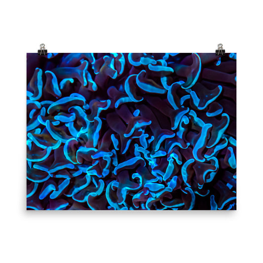 Chocolate Tides - Canvas - Coral Reef Photography Art