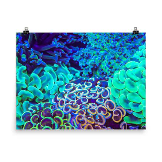 Coral Bouquet - Fine Art Print - Coral Reef Photography Art