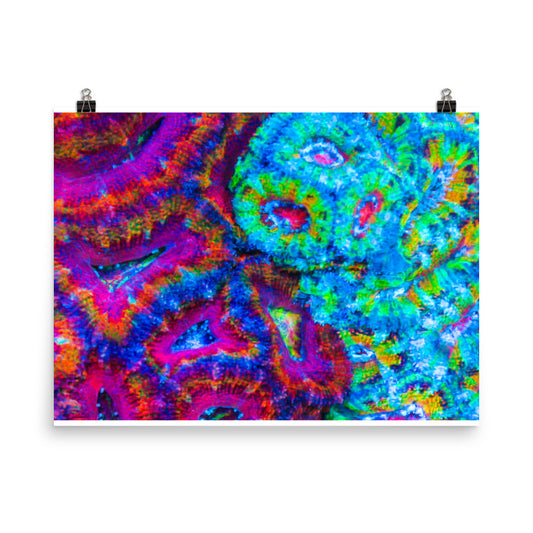 DreamWeaver - Fine Art Print - Coral Reef Photography Art