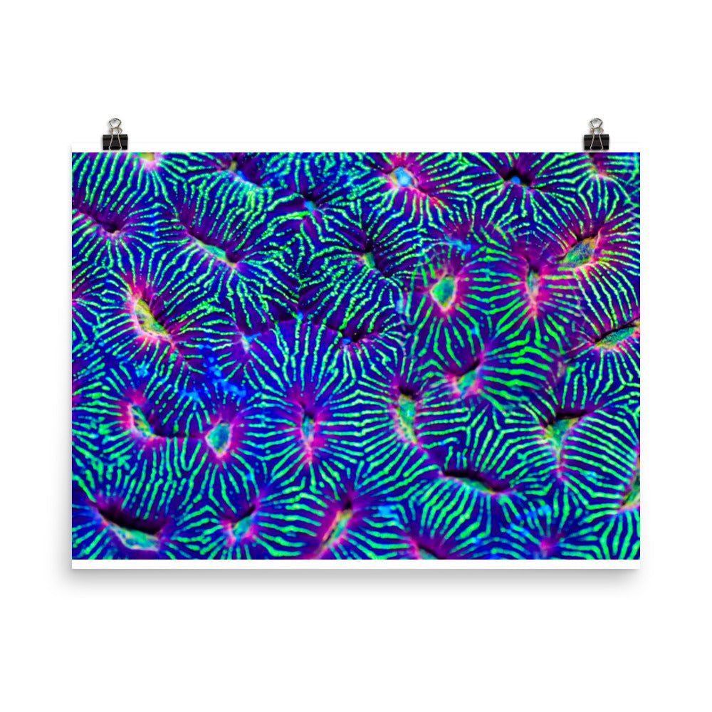 Jungle Stop - Fine Art Print - Coral Reef Photography Art