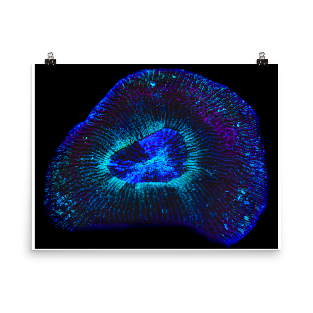 Crown Geode - Fine Art Print - Coral Reef Photography Art