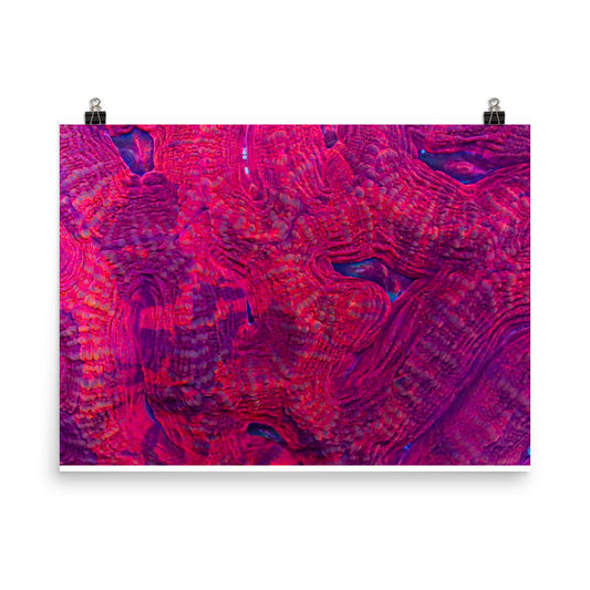 Igneous - Fine Art Print - Coral Reef Photography Art
