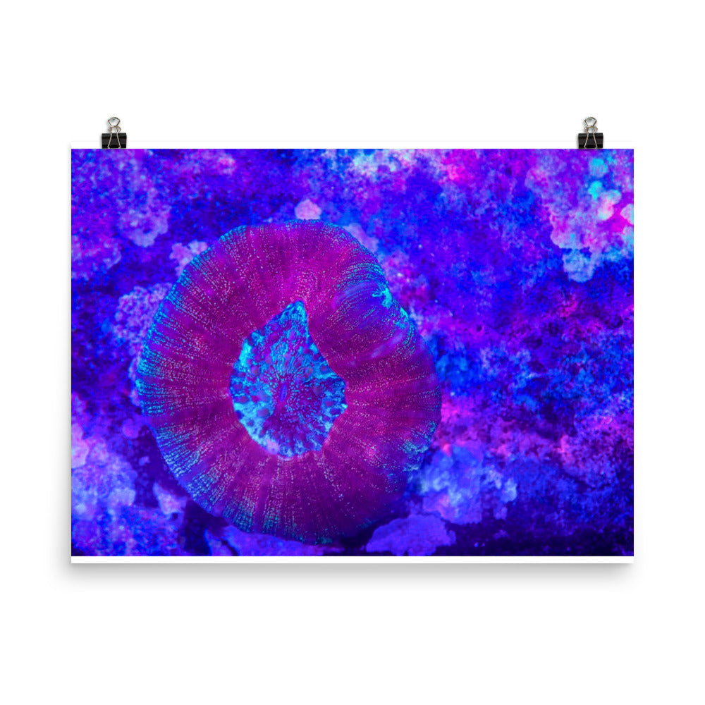 Iridescent Rain - Fine Art Print - Coral Reef Photography Art
