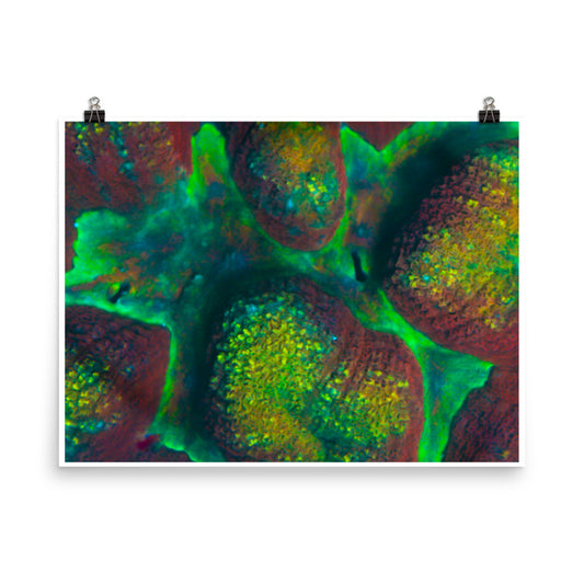 Rainbow Riverside - Fine Art Print - Coral Reef Photography Art