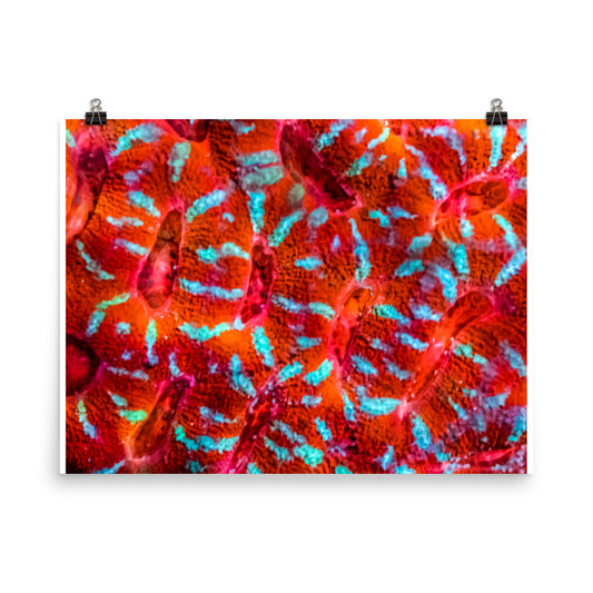 Turquoise Conchas - Fine Art Print - Coral Reef Photography Art