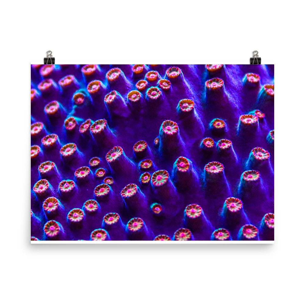 Cavern Wall - Fine Art Print - Coral Reef Photography Art