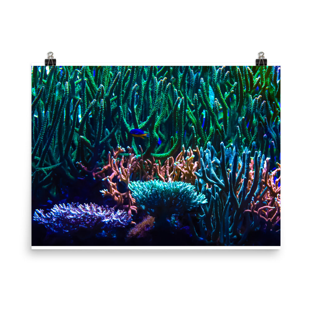 Limestone Forest - Fine Art Print - Coral Reef Photography Art