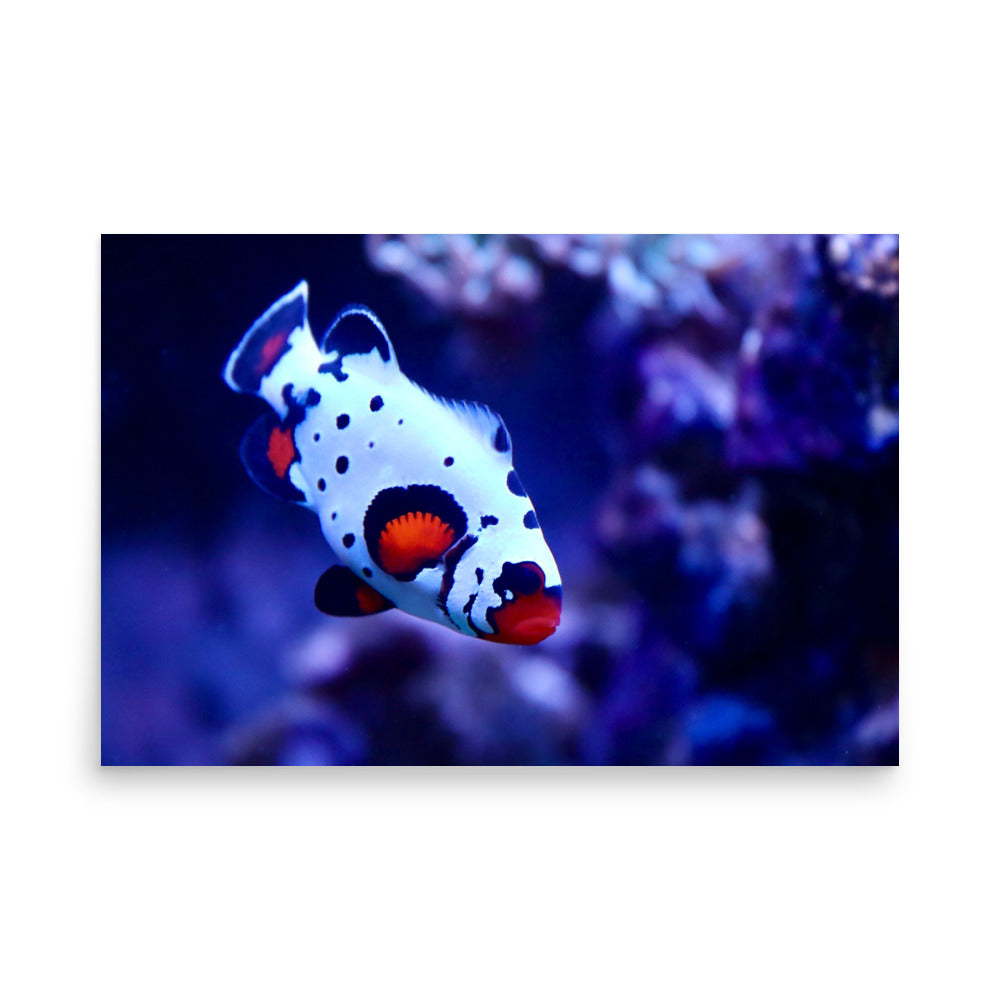 Ocellated Jester - Fine Art Print - Coral Reef Photography Art