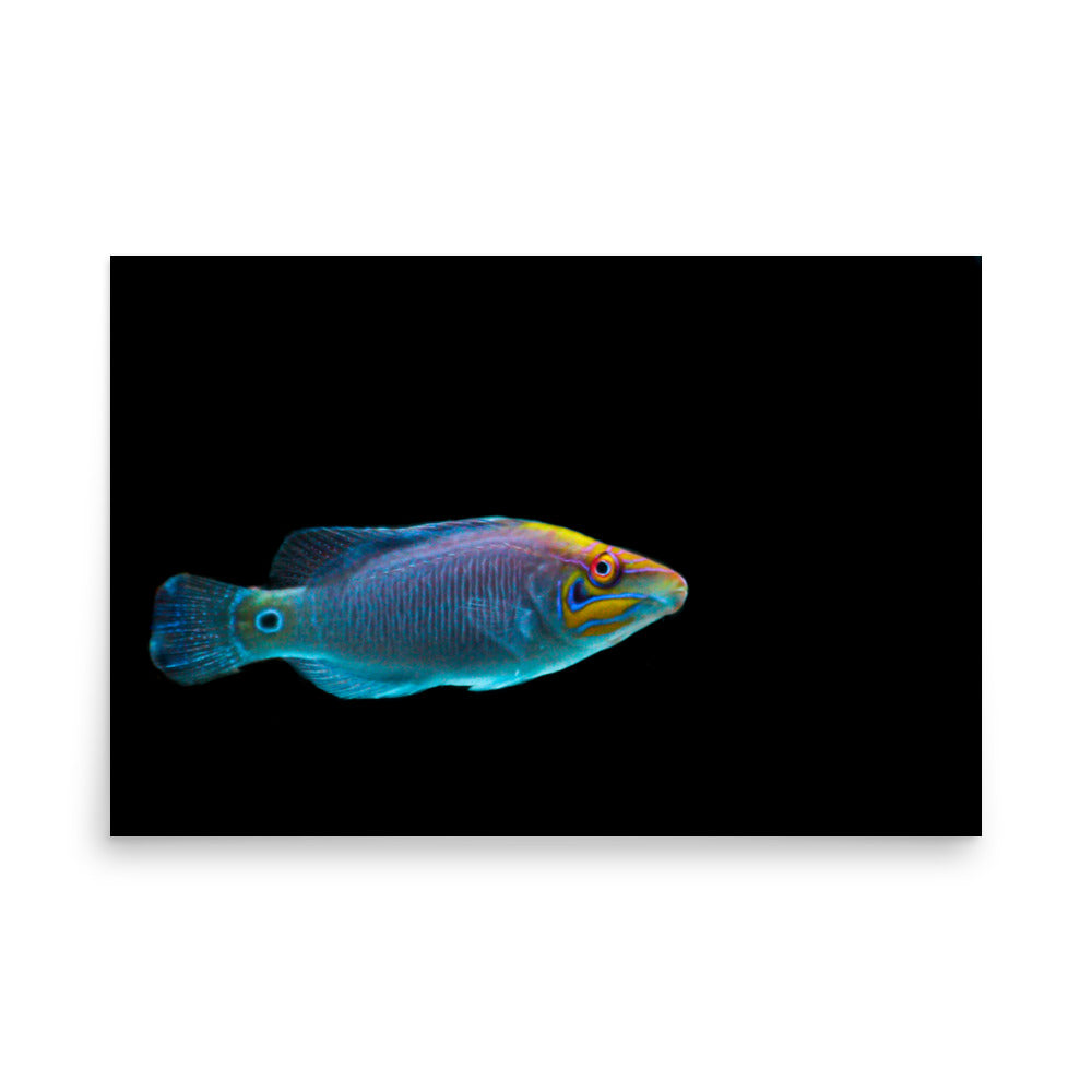 Fluores-Face - Fine Art Print - Coral Reef Photography Art