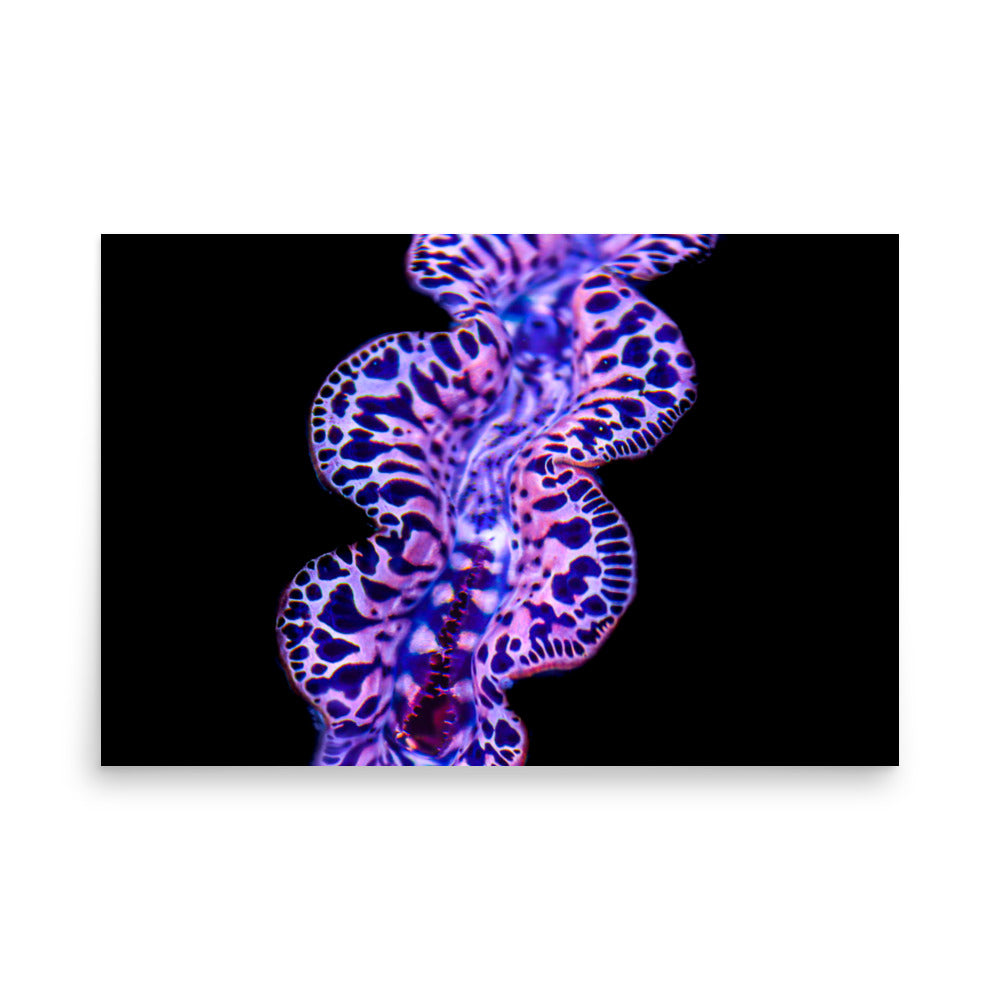 Plasma Portal - Fine Art Print - Coral Reef Photography Art