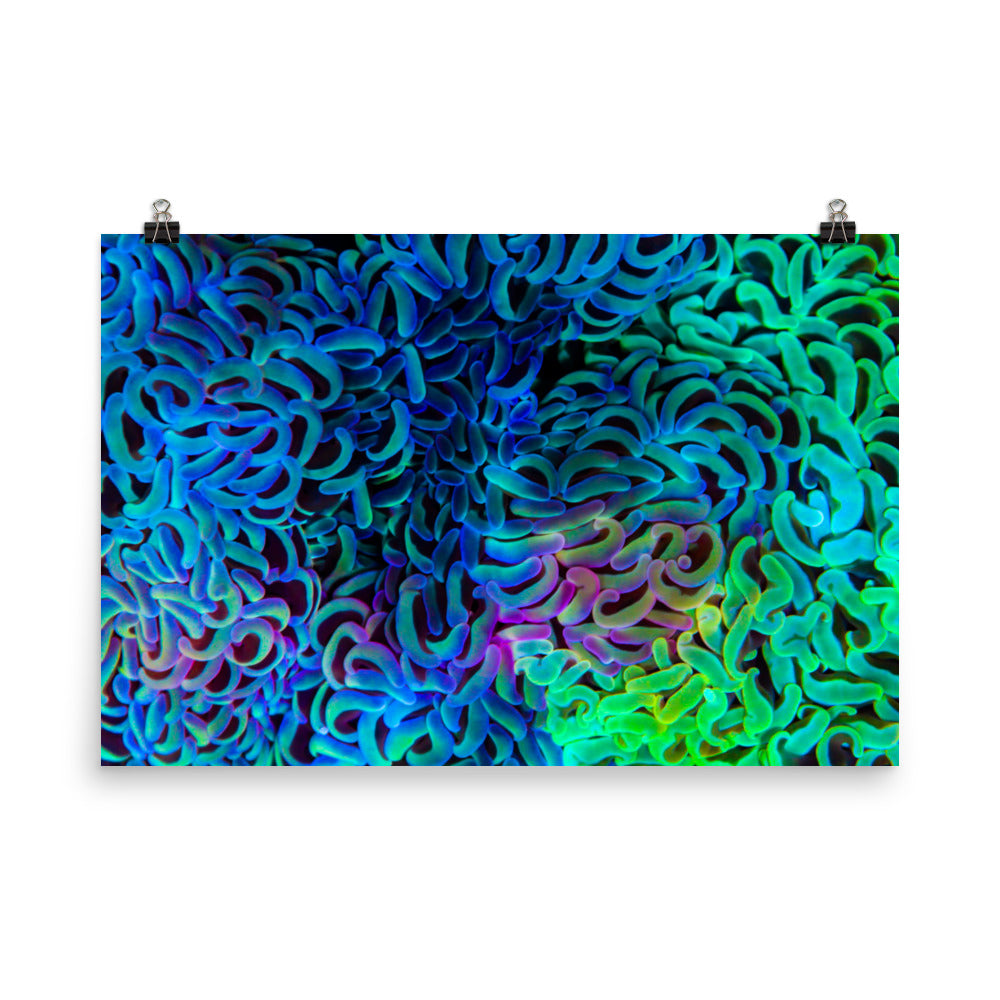 Aurora - Fine Art Print - Coral Reef Photography Art