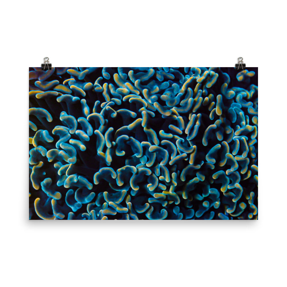 Below The Horizon - Fine Art Print - Coral Reef Photography Art