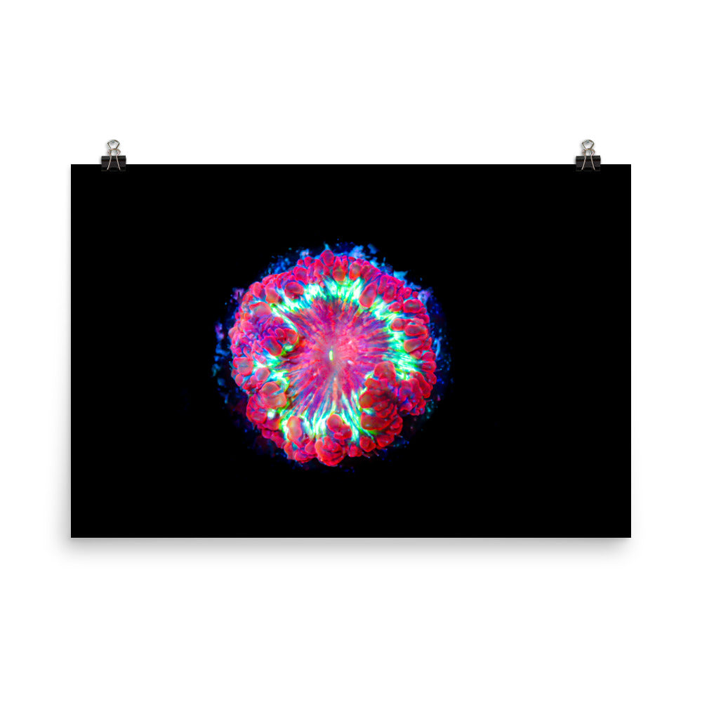 Blastonova - Fine Art Print - Coral Reef Photography Art