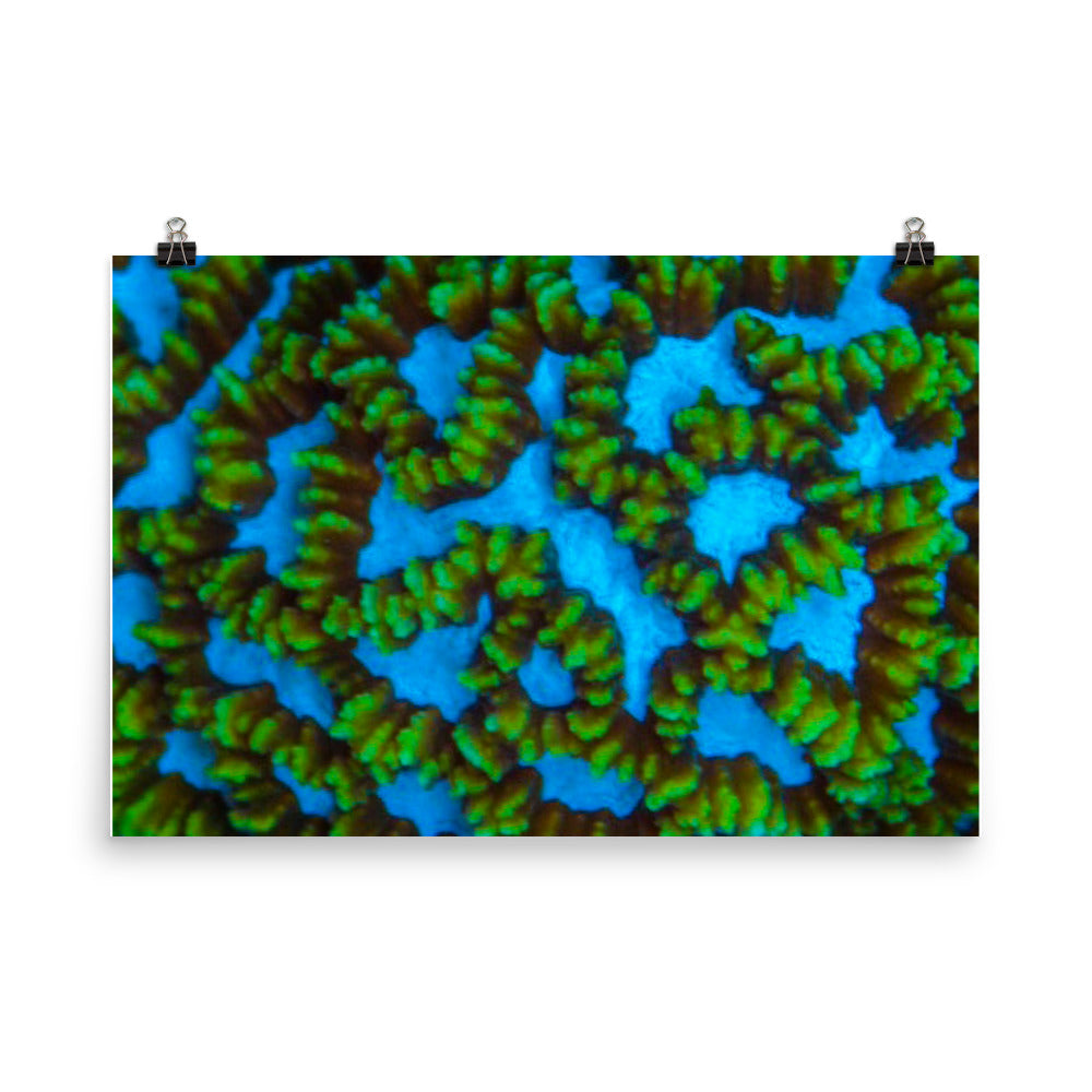 Blue Domino - Fine Art Print - Coral Reef Photography Art