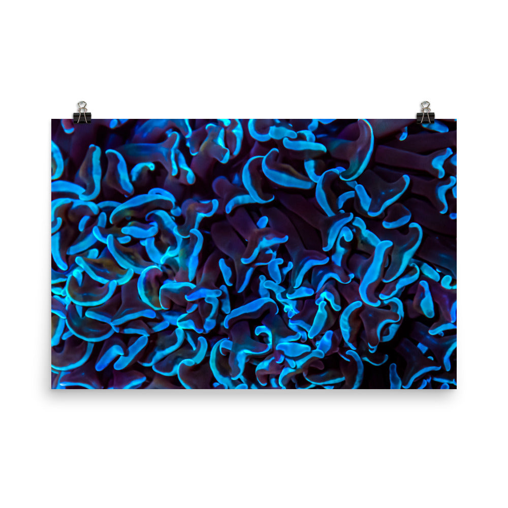 Chocolate Tides - Canvas - Coral Reef Photography Art