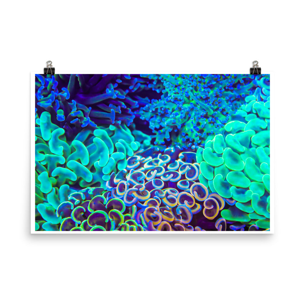 Coral Bouquet - Fine Art Print - Coral Reef Photography Art