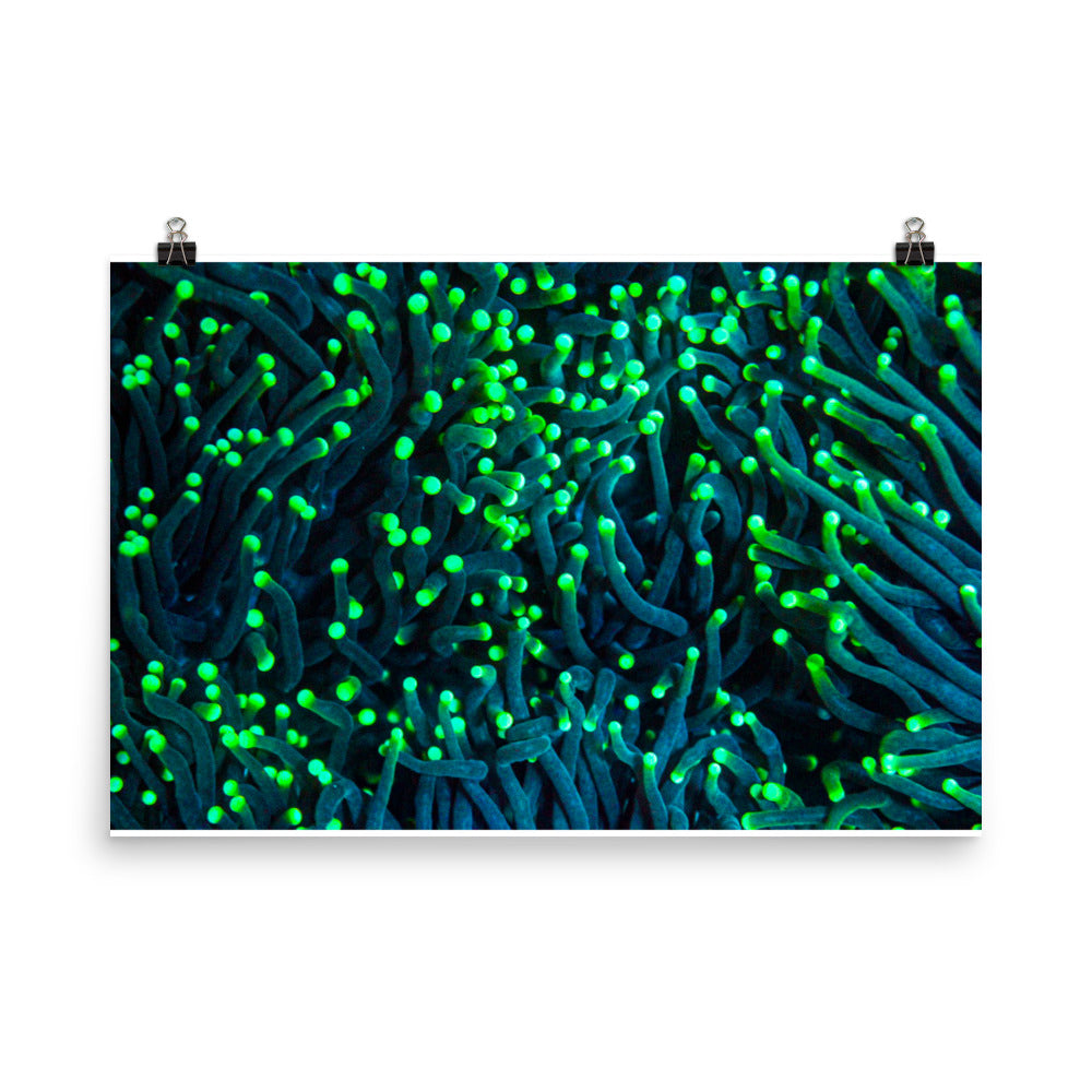 Firefly Rockets - Fine Art Print - Coral Reef Photography Art
