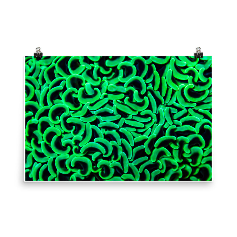 The Riddlers Rug - Fine Art Print - Coral Reef Photography Art