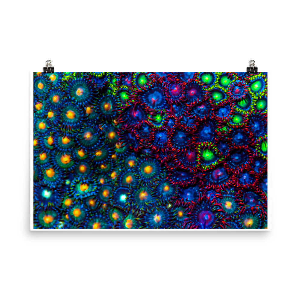 Turf War - Fine Art Print - Coral Reef Photography Art
