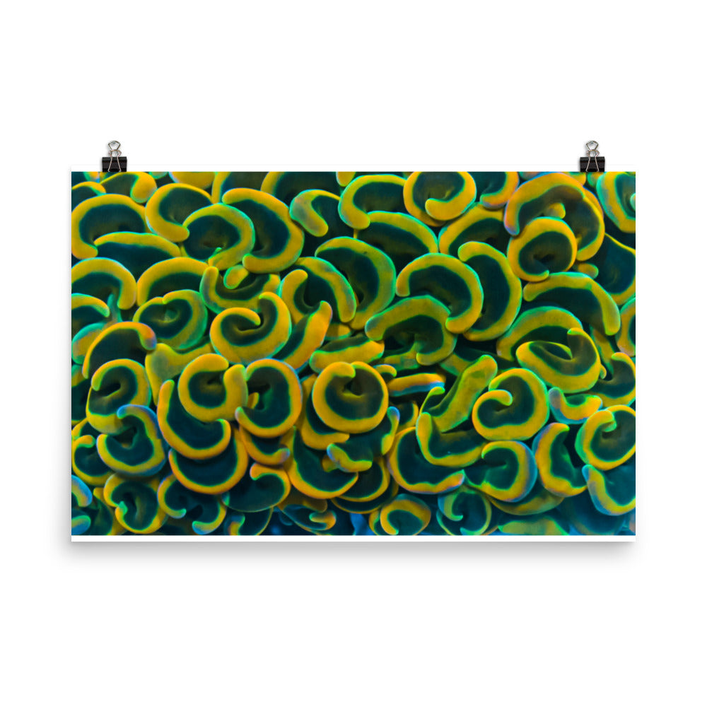 Yellow Brick Rainbow Road - Fine Art Print - Coral Reef Photography Art