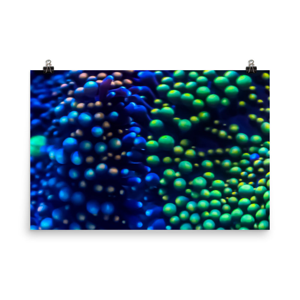 Inside The Equalizer - Fine Art Print - Coral Reef Photography Art
