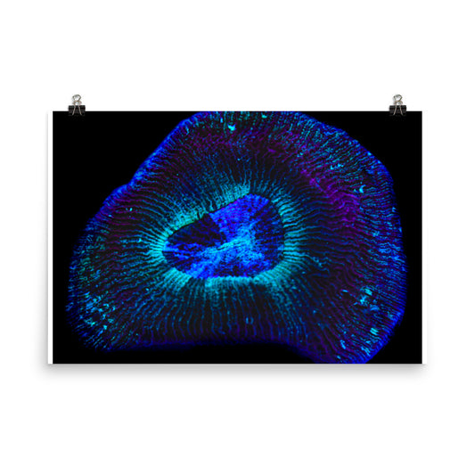 Crown Geode - Fine Art Print - Coral Reef Photography Art